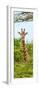 Awesome South Africa Collection Panoramic - Curious Giraffe II-Philippe Hugonnard-Framed Photographic Print