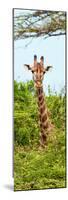 Awesome South Africa Collection Panoramic - Curious Giraffe II-Philippe Hugonnard-Mounted Photographic Print