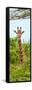 Awesome South Africa Collection Panoramic - Curious Giraffe II-Philippe Hugonnard-Framed Stretched Canvas