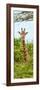 Awesome South Africa Collection Panoramic - Curious Giraffe II-Philippe Hugonnard-Framed Photographic Print