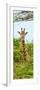 Awesome South Africa Collection Panoramic - Curious Giraffe II-Philippe Hugonnard-Framed Photographic Print