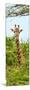 Awesome South Africa Collection Panoramic - Curious Giraffe II-Philippe Hugonnard-Mounted Photographic Print