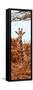 Awesome South Africa Collection Panoramic - Curious Giraffe with Red Savanna II-Philippe Hugonnard-Framed Stretched Canvas