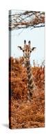 Awesome South Africa Collection Panoramic - Curious Giraffe with Red Savanna II-Philippe Hugonnard-Stretched Canvas
