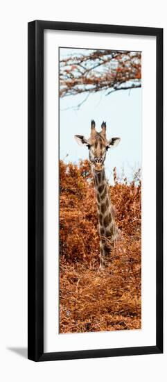 Awesome South Africa Collection Panoramic - Curious Giraffe with Red Savanna II-Philippe Hugonnard-Framed Premium Photographic Print