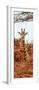 Awesome South Africa Collection Panoramic - Curious Giraffe with Red Savanna II-Philippe Hugonnard-Framed Premium Photographic Print