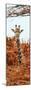 Awesome South Africa Collection Panoramic - Curious Giraffe with Red Savanna II-Philippe Hugonnard-Mounted Premium Photographic Print