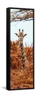 Awesome South Africa Collection Panoramic - Curious Giraffe with Red Savanna II-Philippe Hugonnard-Framed Stretched Canvas