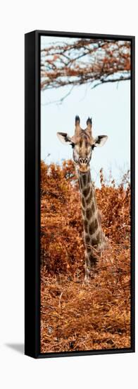 Awesome South Africa Collection Panoramic - Curious Giraffe with Red Savanna II-Philippe Hugonnard-Framed Stretched Canvas