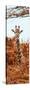 Awesome South Africa Collection Panoramic - Curious Giraffe with Red Savanna II-Philippe Hugonnard-Stretched Canvas