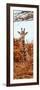 Awesome South Africa Collection Panoramic - Curious Giraffe with Red Savanna II-Philippe Hugonnard-Framed Photographic Print