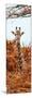 Awesome South Africa Collection Panoramic - Curious Giraffe with Red Savanna II-Philippe Hugonnard-Mounted Photographic Print