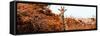 Awesome South Africa Collection Panoramic - Curious Giraffe with Red Savanna-Philippe Hugonnard-Framed Stretched Canvas