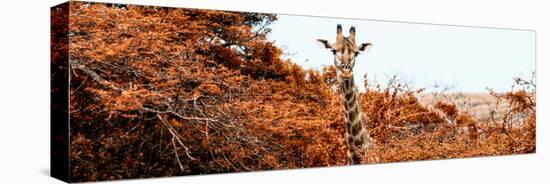 Awesome South Africa Collection Panoramic - Curious Giraffe with Red Savanna-Philippe Hugonnard-Stretched Canvas