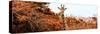 Awesome South Africa Collection Panoramic - Curious Giraffe with Red Savanna-Philippe Hugonnard-Stretched Canvas