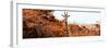 Awesome South Africa Collection Panoramic - Curious Giraffe with Red Savanna-Philippe Hugonnard-Framed Photographic Print