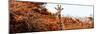 Awesome South Africa Collection Panoramic - Curious Giraffe with Red Savanna-Philippe Hugonnard-Mounted Photographic Print