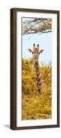 Awesome South Africa Collection Panoramic - Curious Giraffe with Yellow Savanna II-Philippe Hugonnard-Framed Photographic Print