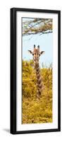 Awesome South Africa Collection Panoramic - Curious Giraffe with Yellow Savanna II-Philippe Hugonnard-Framed Photographic Print