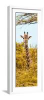 Awesome South Africa Collection Panoramic - Curious Giraffe with Yellow Savanna II-Philippe Hugonnard-Framed Photographic Print