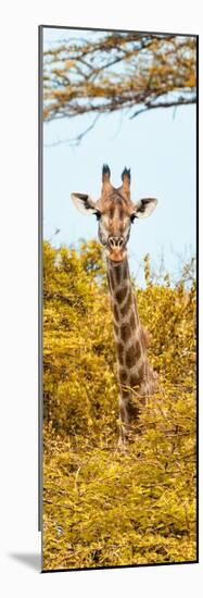 Awesome South Africa Collection Panoramic - Curious Giraffe with Yellow Savanna II-Philippe Hugonnard-Mounted Photographic Print