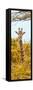 Awesome South Africa Collection Panoramic - Curious Giraffe with Yellow Savanna II-Philippe Hugonnard-Framed Stretched Canvas