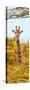 Awesome South Africa Collection Panoramic - Curious Giraffe with Yellow Savanna II-Philippe Hugonnard-Stretched Canvas