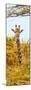 Awesome South Africa Collection Panoramic - Curious Giraffe with Yellow Savanna II-Philippe Hugonnard-Mounted Premium Photographic Print