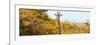 Awesome South Africa Collection Panoramic - Curious Giraffe with Yellow Savanna-Philippe Hugonnard-Framed Photographic Print