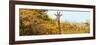 Awesome South Africa Collection Panoramic - Curious Giraffe with Yellow Savanna-Philippe Hugonnard-Framed Photographic Print