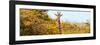 Awesome South Africa Collection Panoramic - Curious Giraffe with Yellow Savanna-Philippe Hugonnard-Framed Photographic Print