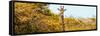 Awesome South Africa Collection Panoramic - Curious Giraffe with Yellow Savanna-Philippe Hugonnard-Framed Stretched Canvas