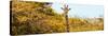 Awesome South Africa Collection Panoramic - Curious Giraffe with Yellow Savanna-Philippe Hugonnard-Stretched Canvas