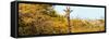 Awesome South Africa Collection Panoramic - Curious Giraffe with Yellow Savanna-Philippe Hugonnard-Framed Stretched Canvas
