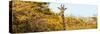 Awesome South Africa Collection Panoramic - Curious Giraffe with Yellow Savanna-Philippe Hugonnard-Stretched Canvas