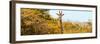 Awesome South Africa Collection Panoramic - Curious Giraffe with Yellow Savanna-Philippe Hugonnard-Framed Photographic Print