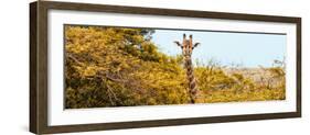 Awesome South Africa Collection Panoramic - Curious Giraffe with Yellow Savanna-Philippe Hugonnard-Framed Photographic Print