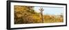 Awesome South Africa Collection Panoramic - Curious Giraffe with Yellow Savanna-Philippe Hugonnard-Framed Photographic Print