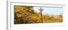 Awesome South Africa Collection Panoramic - Curious Giraffe with Yellow Savanna-Philippe Hugonnard-Framed Photographic Print