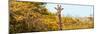 Awesome South Africa Collection Panoramic - Curious Giraffe with Yellow Savanna-Philippe Hugonnard-Mounted Photographic Print