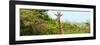 Awesome South Africa Collection Panoramic - Curious Giraffe-Philippe Hugonnard-Framed Photographic Print