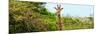 Awesome South Africa Collection Panoramic - Curious Giraffe-Philippe Hugonnard-Mounted Photographic Print