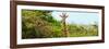 Awesome South Africa Collection Panoramic - Curious Giraffe-Philippe Hugonnard-Framed Photographic Print