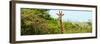 Awesome South Africa Collection Panoramic - Curious Giraffe-Philippe Hugonnard-Framed Photographic Print