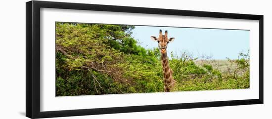 Awesome South Africa Collection Panoramic - Curious Giraffe-Philippe Hugonnard-Framed Photographic Print