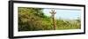 Awesome South Africa Collection Panoramic - Curious Giraffe-Philippe Hugonnard-Framed Photographic Print