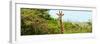 Awesome South Africa Collection Panoramic - Curious Giraffe-Philippe Hugonnard-Framed Photographic Print