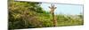 Awesome South Africa Collection Panoramic - Curious Giraffe-Philippe Hugonnard-Mounted Photographic Print