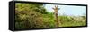 Awesome South Africa Collection Panoramic - Curious Giraffe-Philippe Hugonnard-Framed Stretched Canvas