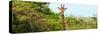 Awesome South Africa Collection Panoramic - Curious Giraffe-Philippe Hugonnard-Stretched Canvas